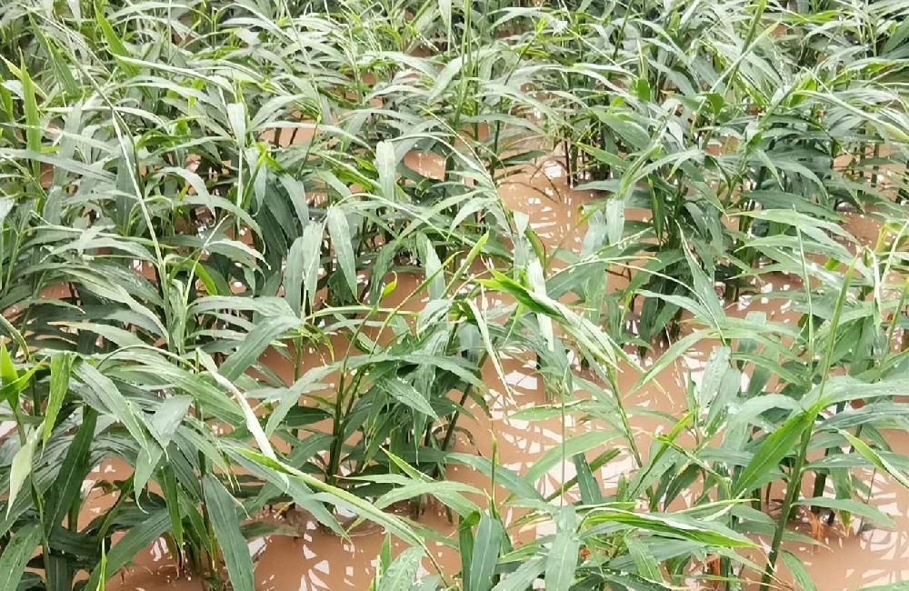 酵素农业技术：夏季大姜种植管理施肥技术