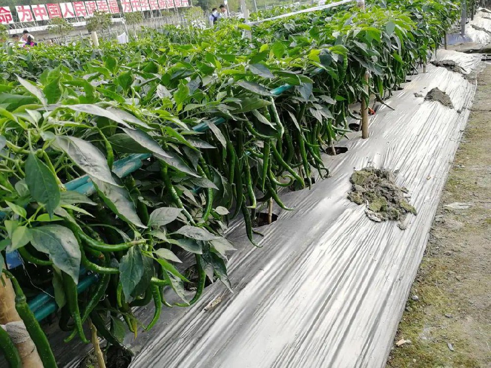 酵素农业技术：辣椒中后期生态施肥方案