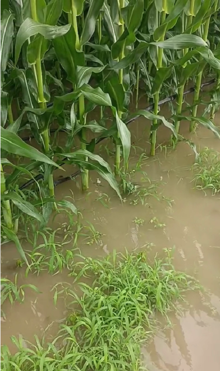 大雨过后才知道岛本酵素有多牛？土壤疏松如海绵、不积水、无死棵！