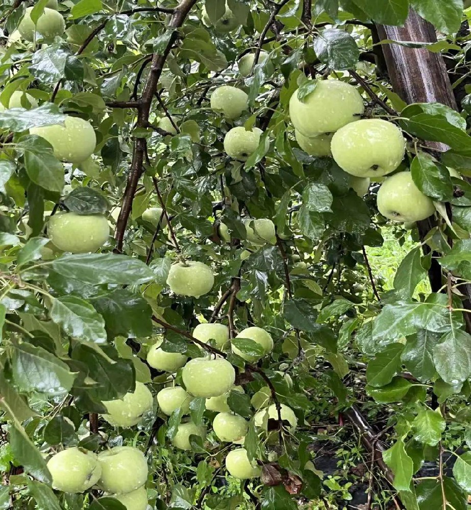 连阴天苹果膨果增甜上色慢咋办？酵素菌剂来帮忙！有机生态无抗性