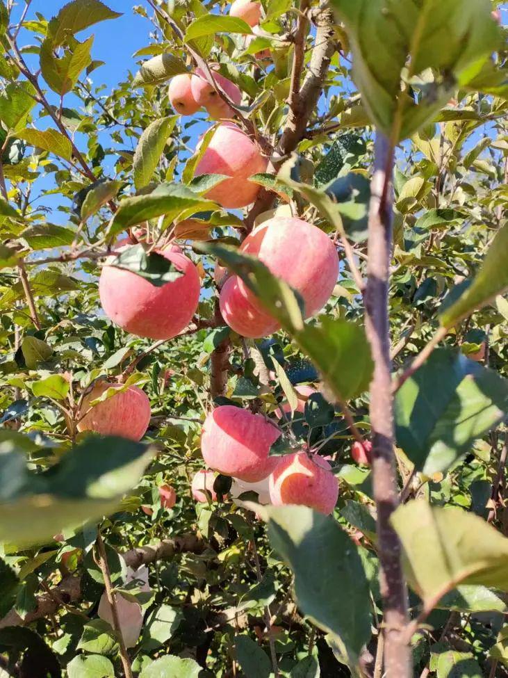 苹果上市早、个头大、味道好！岛本酵素微生物菌剂构建良好微生态，减少果树落果，助力增产增收！