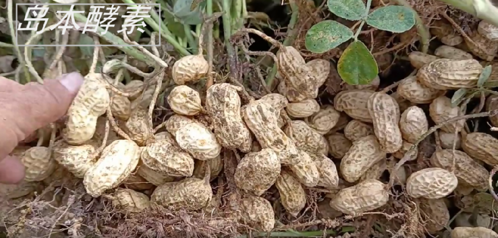 花生种植遭遇涝害仍获丰收！看酵素菌肥如何改良土壤，提升花生抗逆性，保花保果！