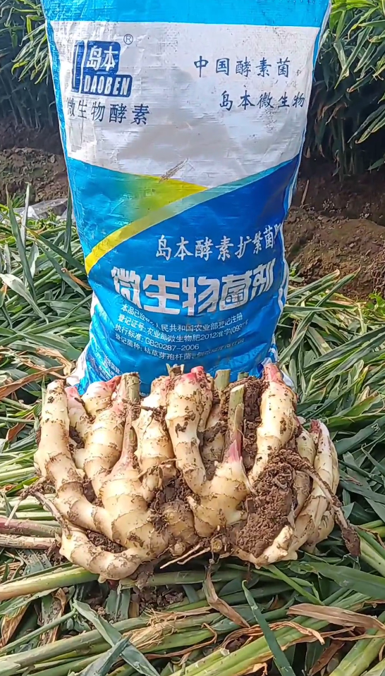 29年大姜重茬地再次喜获丰收，看酵素菌肥改土防病抗重茬的效果！